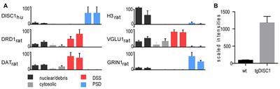 Quantitative Proteomics of Synaptosomal Fractions in a Rat Overexpressing Human DISC1 Gene Indicates Profound Synaptic Dysregulation in the Dorsal Striatum